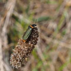 Chauliognathus lugubris (Plague Soldier Beetle) at Griffith Woodland (GRW) - 3 Dec 2023 by JodieR