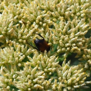 Phyllotocus sp. (genus) at Griffith Woodland (GRW) - 3 Dec 2023