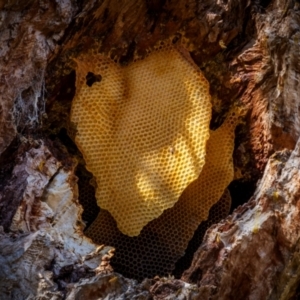 Apis mellifera at Rob Roy Range - 3 Dec 2023