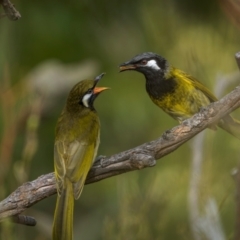 Nesoptilotis leucotis (White-eared Honeyeater) at Rob Roy Range - 3 Dec 2023 by trevsci