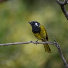 Nesoptilotis leucotis at Rob Roy Range - 3 Dec 2023