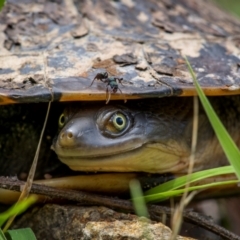 Chelodina longicollis (Eastern Long-necked Turtle) at Rob Roy Range - 3 Dec 2023 by trevsci