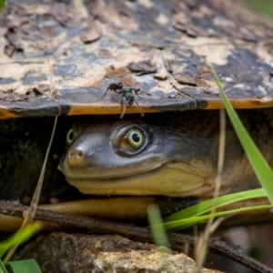 Chelodina longicollis at Rob Roy Range - 3 Dec 2023