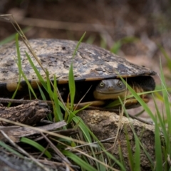 Chelodina longicollis at Rob Roy Range - 3 Dec 2023