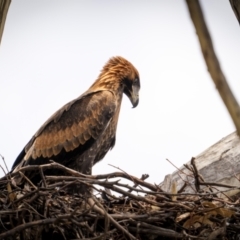 Aquila audax (Wedge-tailed Eagle) at Rob Roy Range - 3 Dec 2023 by trevsci