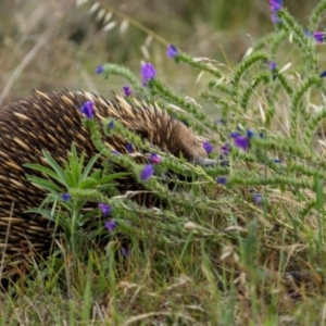 Tachyglossus aculeatus at Gordon, ACT - 3 Dec 2023