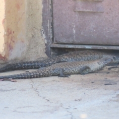 Egernia cunninghami (Cunningham's Skink) at Googong Foreshore - 4 Dec 2023 by SandraH