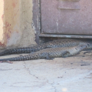 Egernia cunninghami at QPRC LGA - 4 Dec 2023 01:24 PM