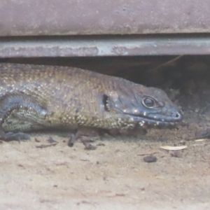 Egernia cunninghami at QPRC LGA - 4 Dec 2023 01:24 PM