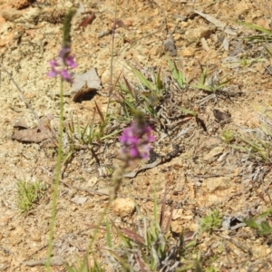 Cullen microcephalum at Bullen Range - 4 Dec 2023