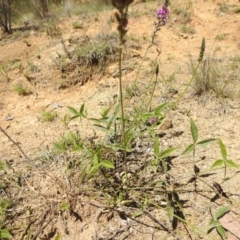 Cullen microcephalum at Bullen Range - 4 Dec 2023