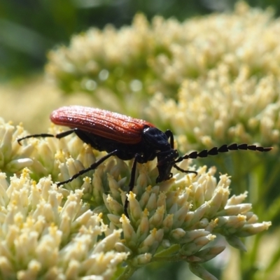 Porrostoma rhipidium (Long-nosed Lycid (Net-winged) beetle) at Griffith Woodland (GRW) - 2 Dec 2023 by JodieR