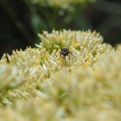 Mordellidae (family) (Unidentified pintail or tumbling flower beetle) at Griffith Woodland - 2 Dec 2023 by JodieR