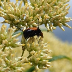 Phyllotocus navicularis (Nectar scarab) at Griffith Woodland (GRW) - 2 Dec 2023 by JodieR