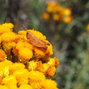 Phaulacridium vittatum at Griffith Woodland (GRW) - 3 Dec 2023