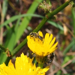 Lasioglossum (Chilalictus) lanarium at Griffith Woodland (GRW) - 3 Dec 2023