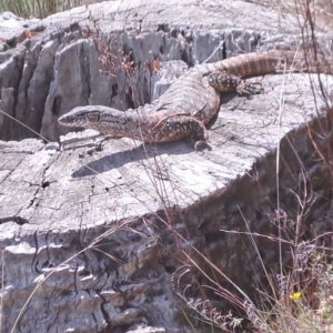 Varanus rosenbergi at Mount Ainslie - 3 Dec 2023