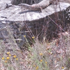 Varanus rosenbergi at Mount Ainslie - suppressed