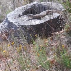 Varanus rosenbergi at Mount Ainslie - 3 Dec 2023