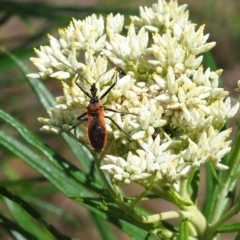 Gminatus australis (Orange assassin bug) at Griffith Woodland (GRW) - 3 Dec 2023 by JodieR