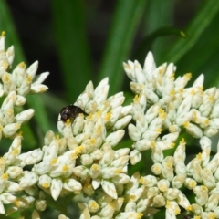 Mordellidae (family) (Unidentified pintail or tumbling flower beetle) at Griffith Woodland - 3 Dec 2023 by JodieR