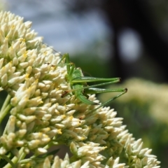 Conocephalomima barameda (False Meadow Katydid, Barameda) at Griffith Woodland (GRW) - 3 Dec 2023 by JodieR