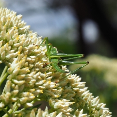 Conocephalomima barameda (False Meadow Katydid, Barameda) at Griffith Woodland (GRW) - 3 Dec 2023 by JodieR