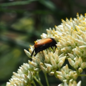 Phyllotocus sp. (genus) at Griffith Woodland (GRW) - 3 Dec 2023