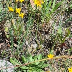 Apis mellifera (European honey bee) at Little Taylor Grasslands - 2 Dec 2023 by galah681