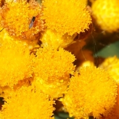 Chalcidoidea (superfamily) (A gall wasp or Chalcid wasp) at Griffith Woodland (GRW) - 3 Dec 2023 by JodieR