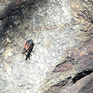 Dindymus circumcinctus at Russell, ACT - 4 Dec 2023