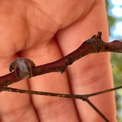 Dolophones turrigera at Russell, ACT - 4 Dec 2023 02:32 PM