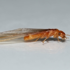 Unidentified Termite (superfamily Termitoidea) by TimL