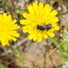Lasioglossum (Chilalictus) sp. (genus & subgenus) (Halictid bee) at Kambah, ACT - 2 Dec 2023 by galah681