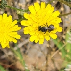 Lasioglossum (Chilalictus) sp. (genus & subgenus) (Halictid bee) at Little Taylor Grassland (LTG) - 3 Dec 2023 by galah681