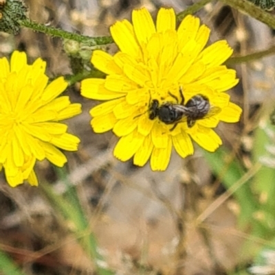 Lasioglossum (Chilalictus) sp. (genus & subgenus) (Halictid bee) at Little Taylor Grasslands - 2 Dec 2023 by galah681