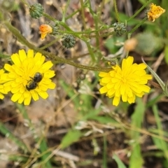 Lasioglossum (Chilalictus) sp. (genus & subgenus) at Little Taylor Grassland (LTG) - 3 Dec 2023