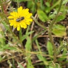 Lasioglossum (Chilalictus) sp. (genus & subgenus) at Little Taylor Grassland (LTG) - 3 Dec 2023