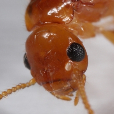 Unidentified Termite (superfamily Termitoidea) by TimL