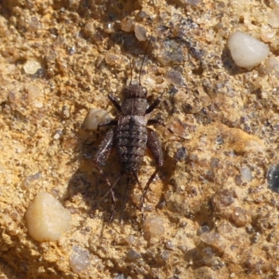 Bobilla sp. (genus) (A Small field cricket) at Hill Top - 1 Dec 2023 by Curiosity