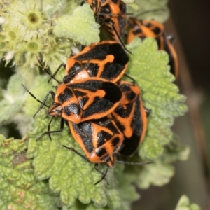 Agonoscelis rutila at Mount Painter - 3 Dec 2023