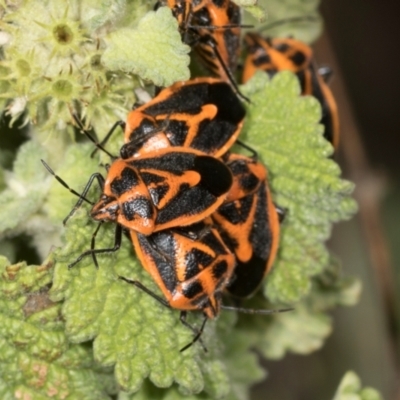 Agonoscelis rutila (Horehound bug) at Belconnen, ACT - 2 Dec 2023 by AlisonMilton