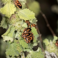 Agonoscelis rutila at Mount Painter - 3 Dec 2023