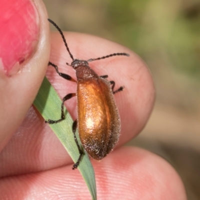 Ecnolagria grandis (Honeybrown beetle) at Belconnen, ACT - 2 Dec 2023 by AlisonMilton