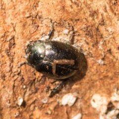Chrysolina quadrigemina (Greater St Johns Wort beetle) at Mount Painter - 2 Dec 2023 by AlisonMilton