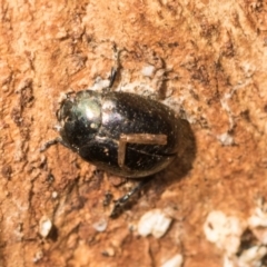 Chrysolina quadrigemina (Greater St Johns Wort beetle) at Belconnen, ACT - 2 Dec 2023 by AlisonMilton