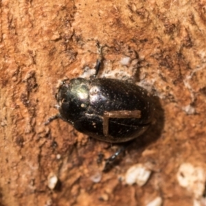 Chrysolina quadrigemina at Mount Painter - 3 Dec 2023