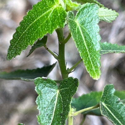 Pavonia hastata (Spearleaf Swampmallow) at Spence, ACT - 4 Dec 2023 by R0ger