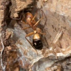 Camponotus consobrinus (Banded sugar ant) at Belconnen, ACT - 3 Dec 2023 by AlisonMilton