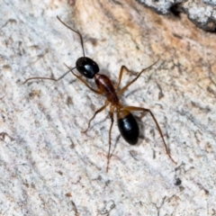 Camponotus consobrinus at Mount Painter - 3 Dec 2023